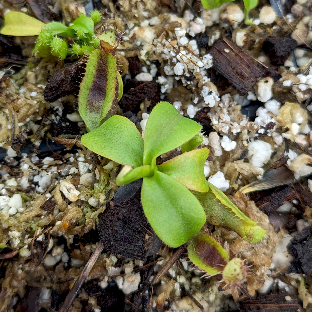 
                      
                        Nepenthes naga x truncata (d), CAR-0418
                      
                    