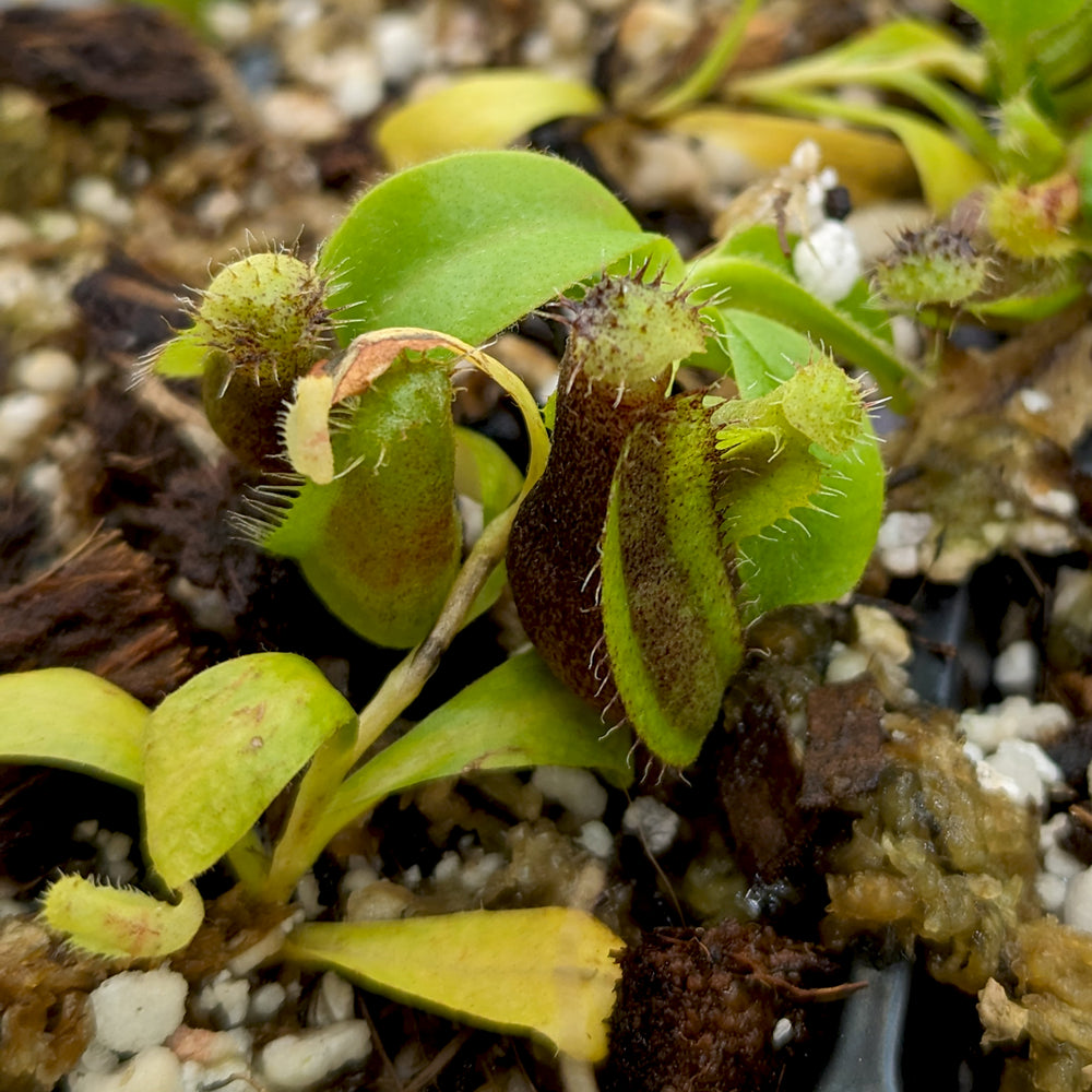 
                      
                        Nepenthes naga x truncata (d), CAR-0418
                      
                    