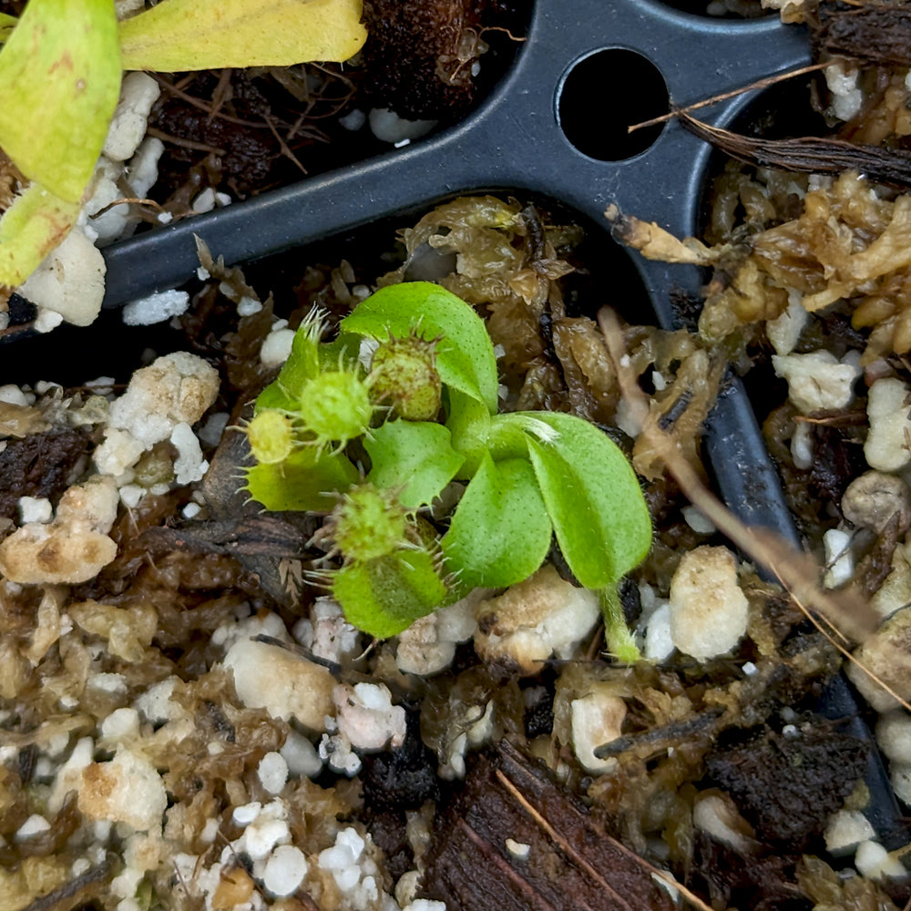 
                      
                        Nepenthes naga x truncata (d), CAR-0418
                      
                    