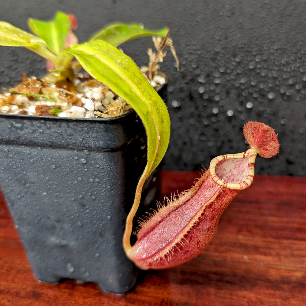 
                      
                        Nepenthes [(Viking x ampullaria) x northiana] x  [(lowii x veitchii) x burbidgeae], CAR-0409
                      
                    