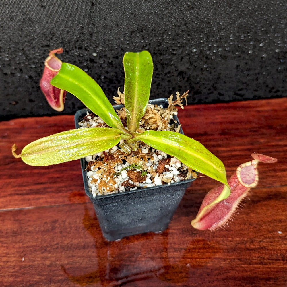 
                      
                        Nepenthes [(Viking x ampullaria) x northiana] x  [(lowii x veitchii) x burbidgeae], CAR-0409
                      
                    