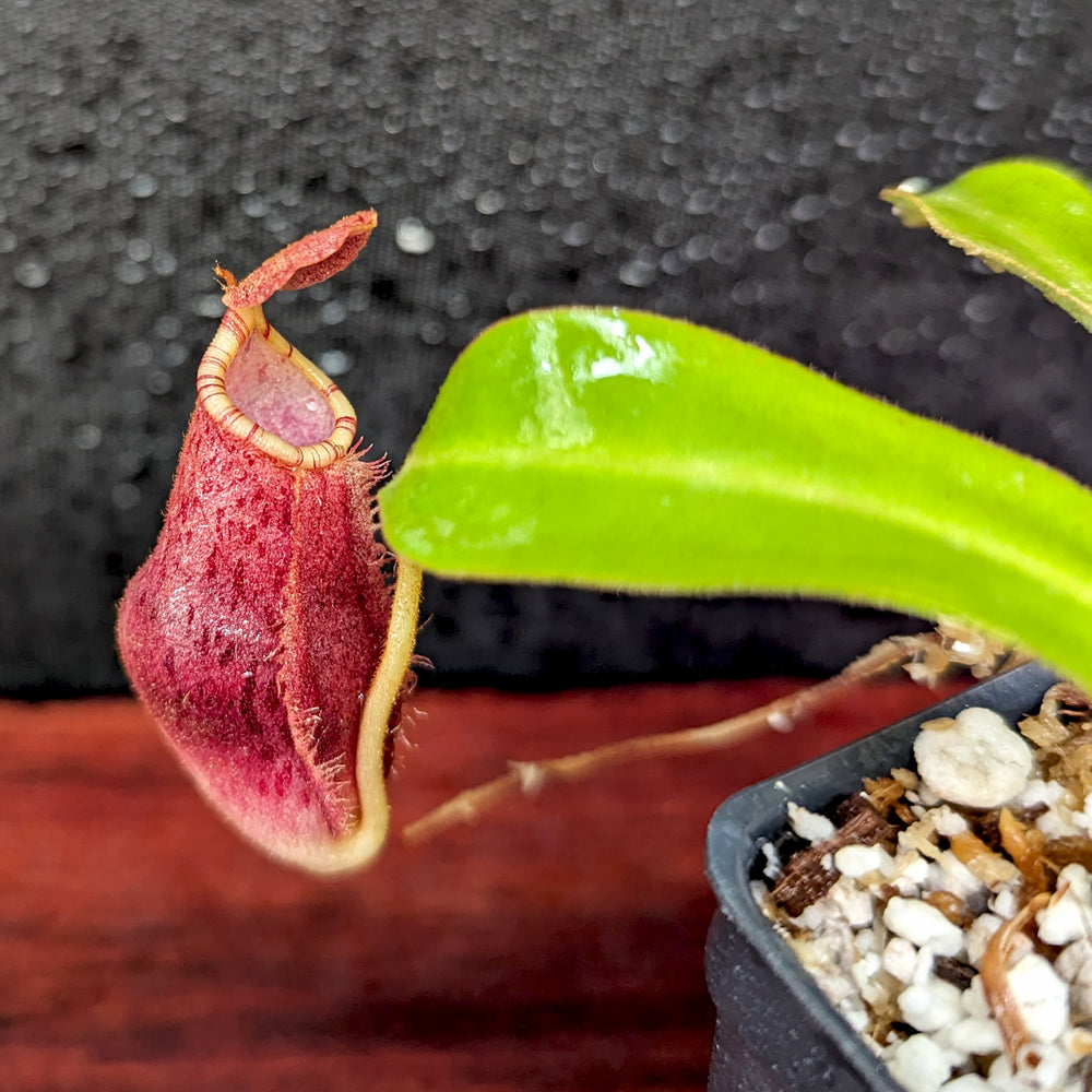 
                      
                        Nepenthes [(Viking x ampullaria) x northiana] x  [(lowii x veitchii) x burbidgeae], CAR-0409
                      
                    