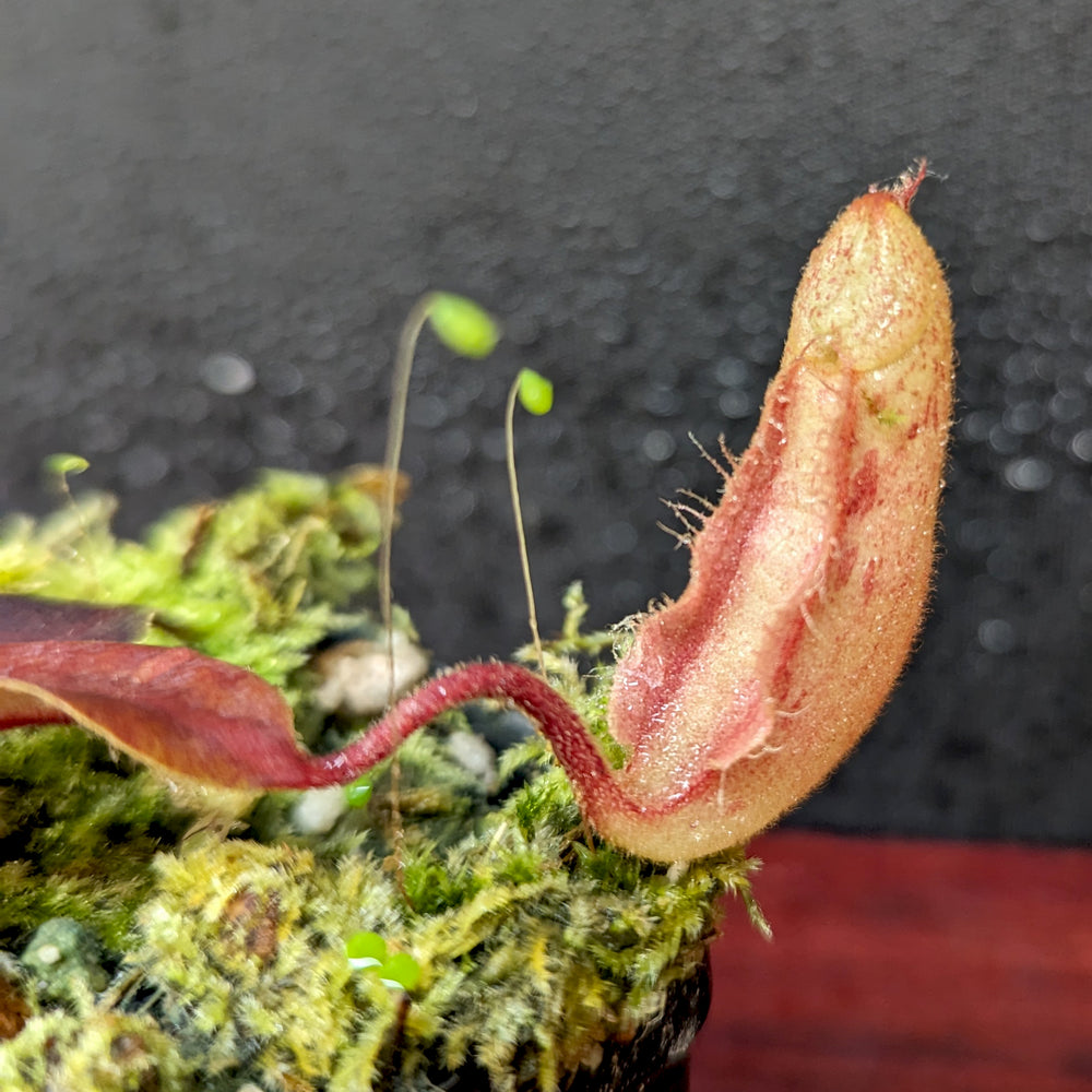 
                      
                        Nepenthes [(Viking x ampullaria) x northiana] x  [(lowii x veitchii) x burbidgeae], CAR-0409
                      
                    