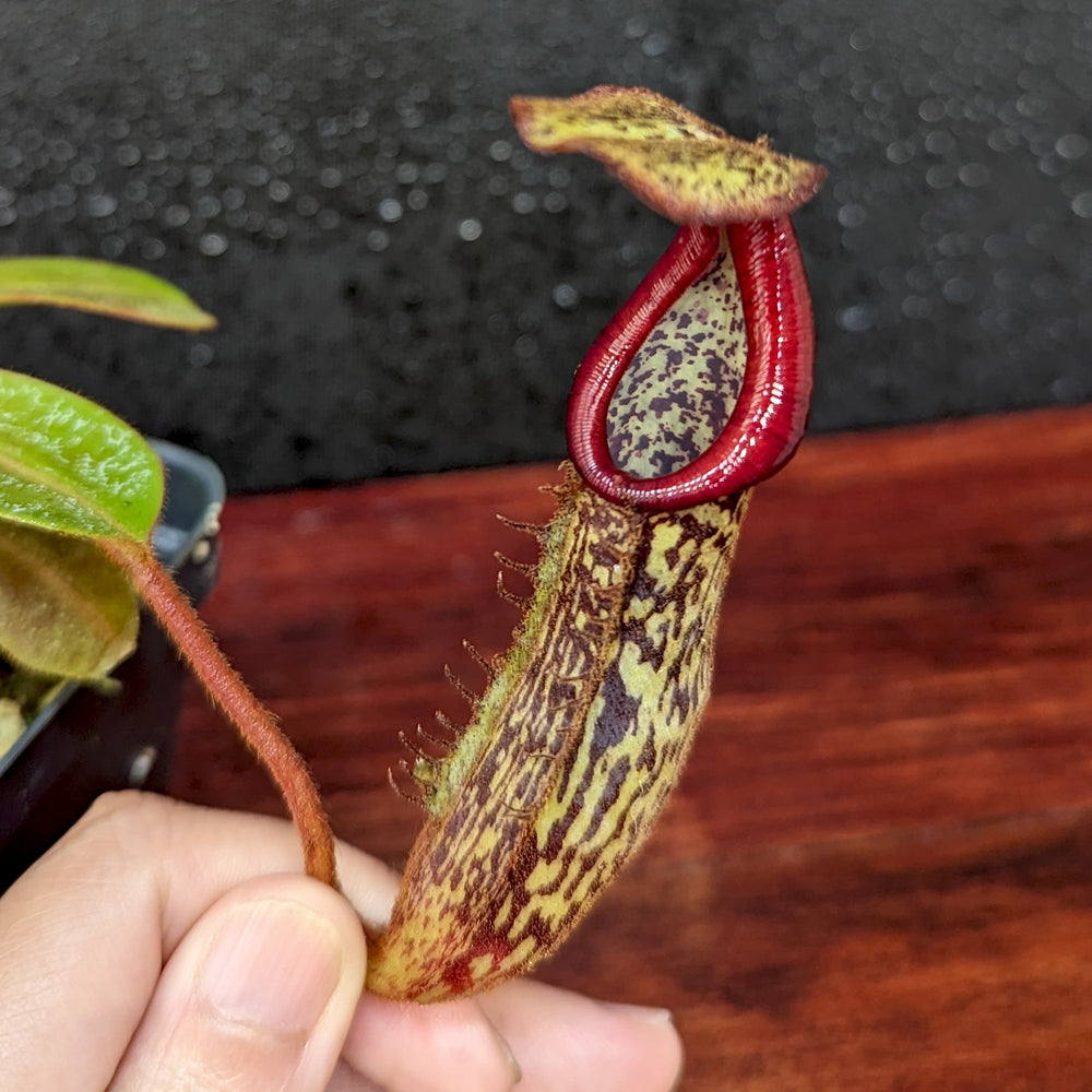 
                      
                        Nepenthes [(Rokko x boschiana) x veitchii] x platychila Drew McClain, CAR-0412
                      
                    