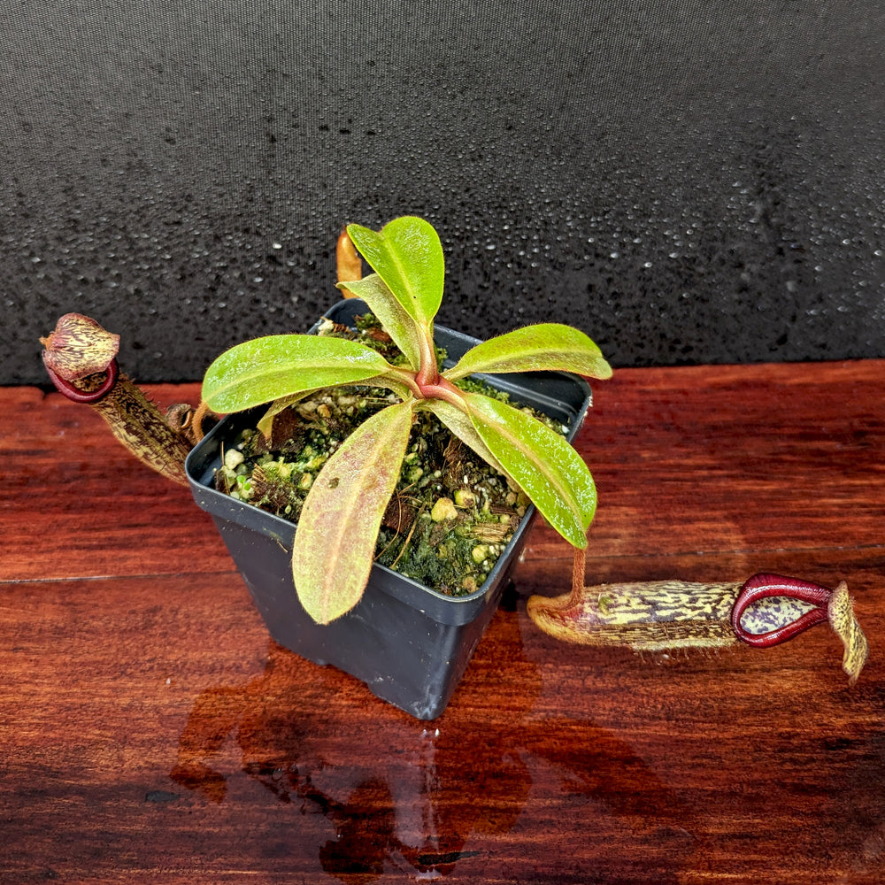 
                      
                        Nepenthes [(Rokko x boschiana) x veitchii] x platychila Drew McClain, CAR-0412
                      
                    