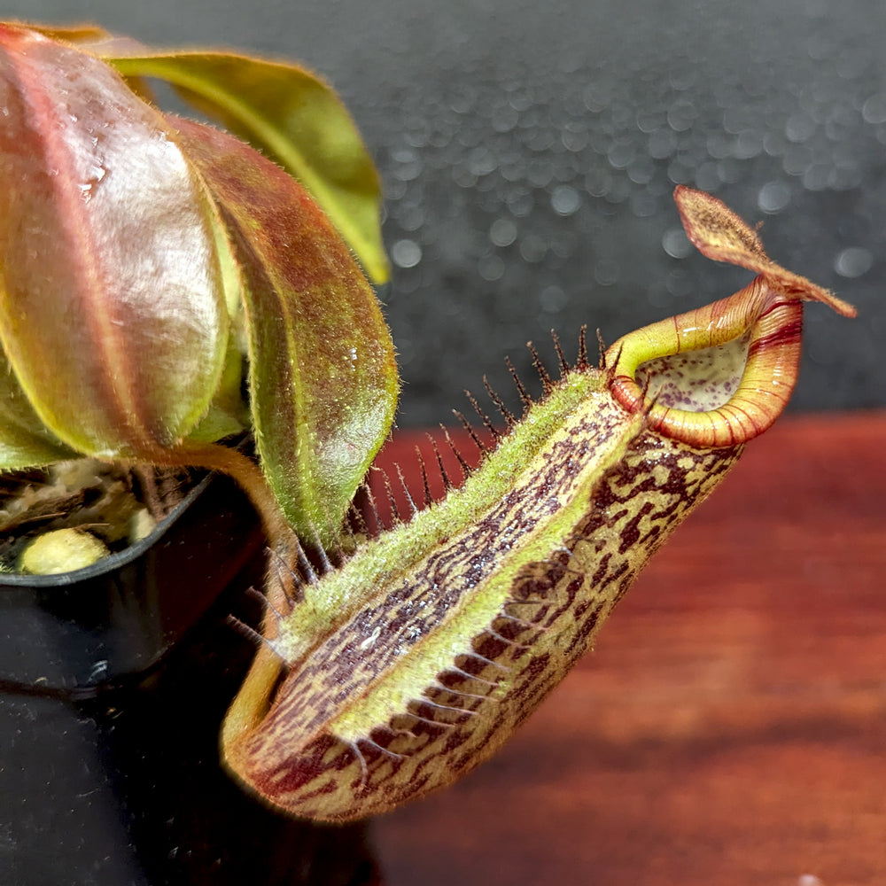 
                      
                        Nepenthes [(Rokko x boschiana) x veitchii] x platychila Drew McClain, CAR-0412
                      
                    