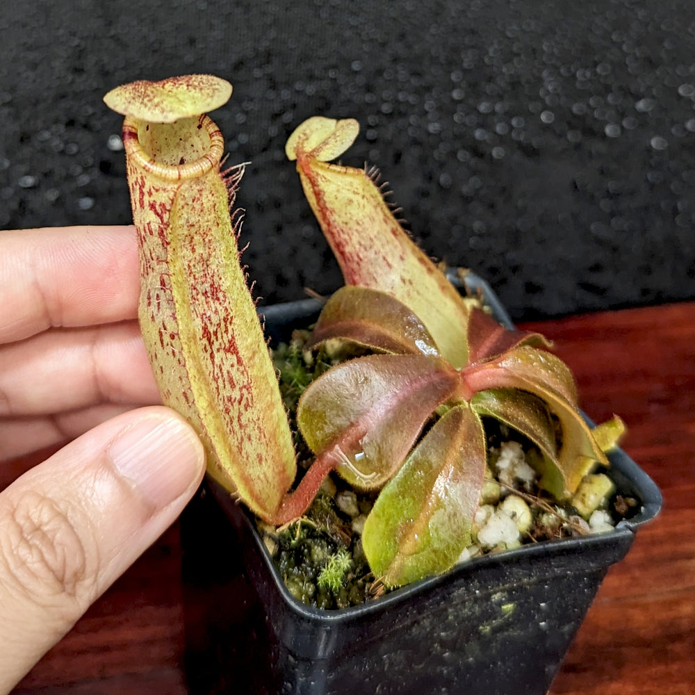 
                      
                        Nepenthes [(Rokko x boschiana) x veitchii] x platychila Drew McClain, CAR-0412
                      
                    