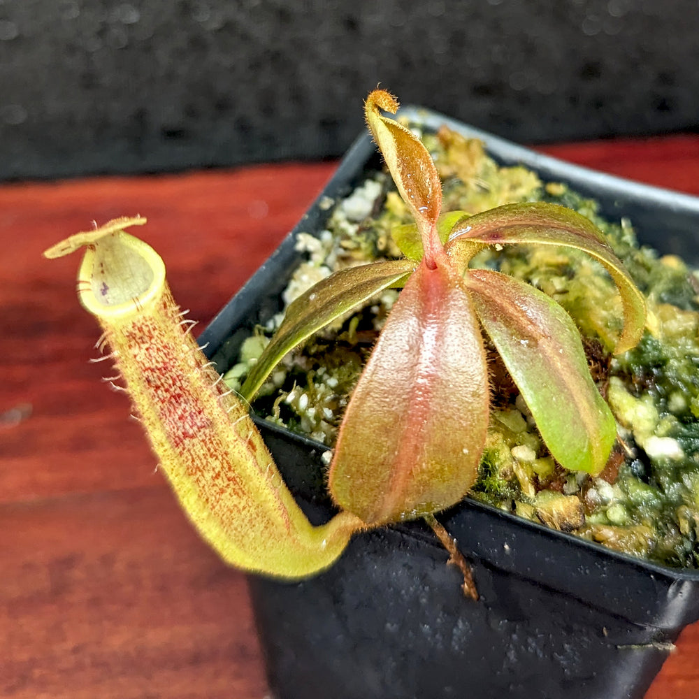 
                      
                        Nepenthes [(Rokko x boschiana) x veitchii] x platychila Drew McClain, CAR-0412
                      
                    