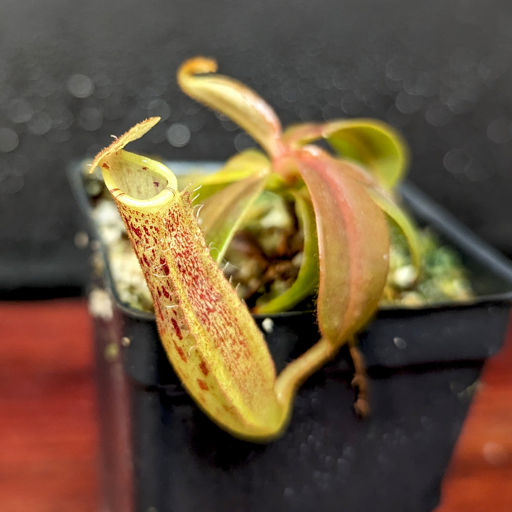 
                      
                        Nepenthes [(Rokko x boschiana) x veitchii] x platychila Drew McClain, CAR-0412
                      
                    