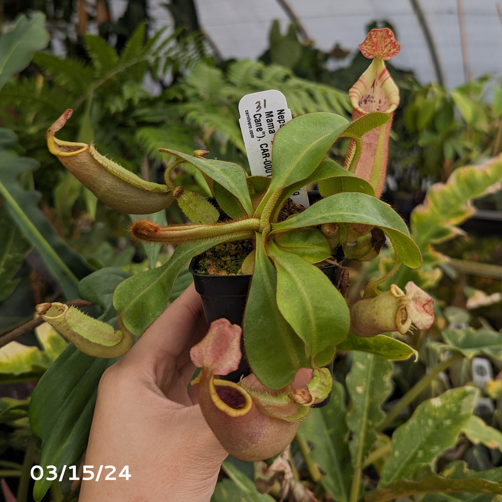 
                      
                         Nepenthes veitchii (k) “Big Mama” x “Pink Candy Cane” large squat striped peristome pitcher, Pitcher plant, carnivorous plant, collectors plant, large pitchers, rare nepenthes, terrarium plant, easy to grow nepenthes, beginner nepenthes, beginner pitcher plants, nepenthes hybrid, veitchii hybrid. 
                      
                    