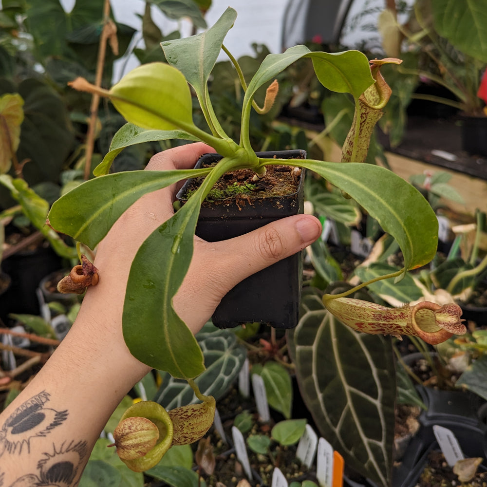 
                      
                        Nepenthes [(lowii x veitchii) x boschiana)] "Red Ruffled" x {boschiana x [truncata x (northiana x veitchii)]}, CAR-0162
                      
                    