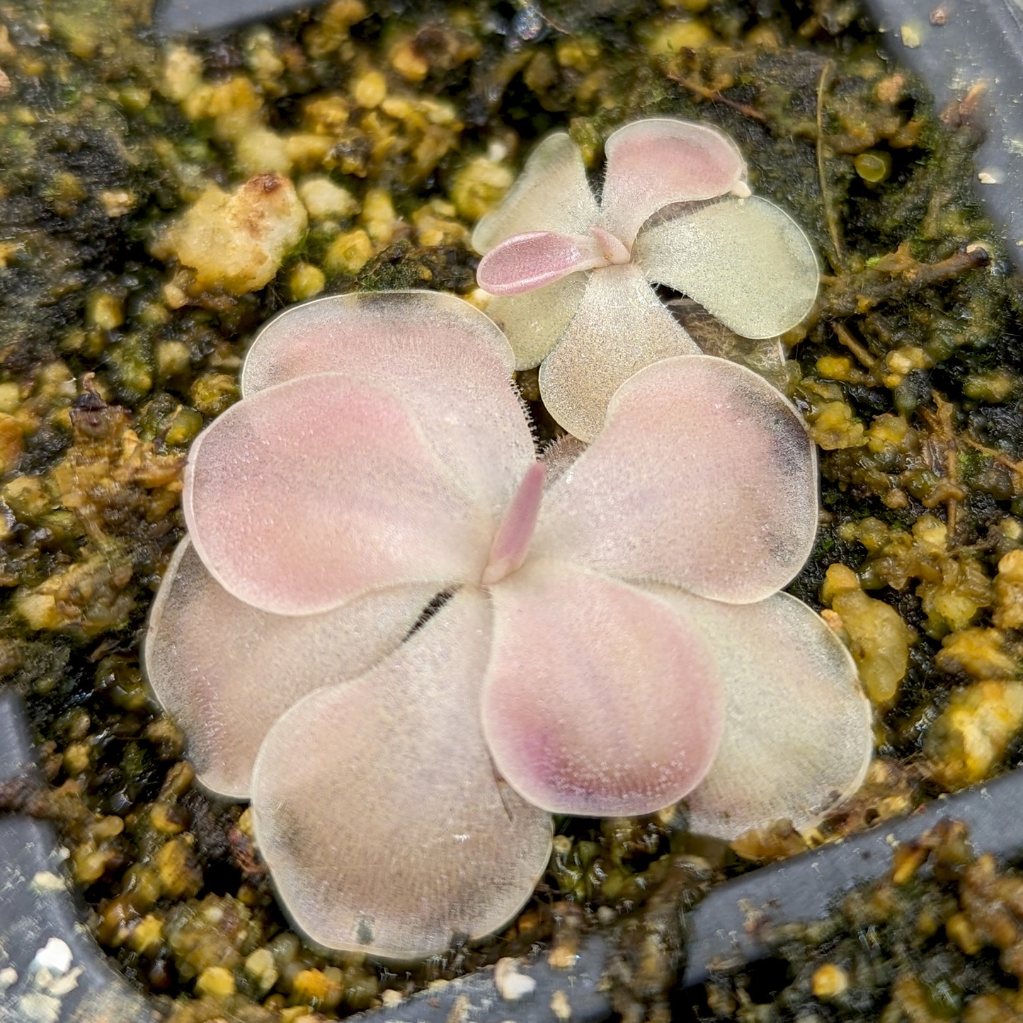 Pinguicula 'Kewensis' Butterwort Plant