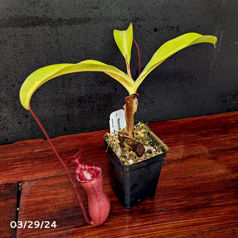 
                      
                        Nepenthes lowii x ventricosa "Giant" - Exact Plant 03/29/24
                      
                    