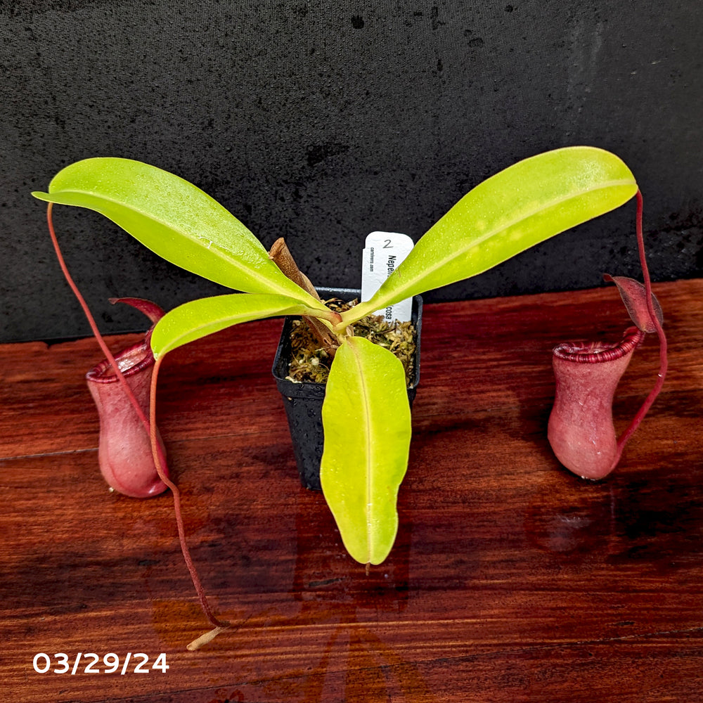 
                      
                        Nepenthes lowii x ventricosa "Giant" - Exact Plant 03/29/24
                      
                    