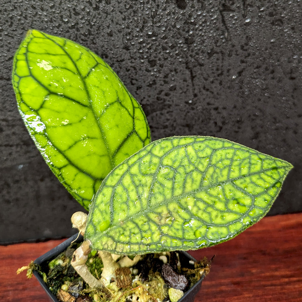 
                      
                        Hoya sp. tanggamus
                      
                    