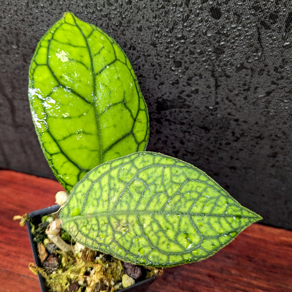 
                      
                        Hoya sp. tanggamus
                      
                    