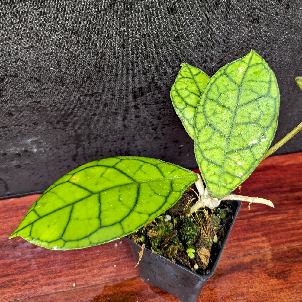 
                      
                        Hoya sp. tanggamus
                      
                    