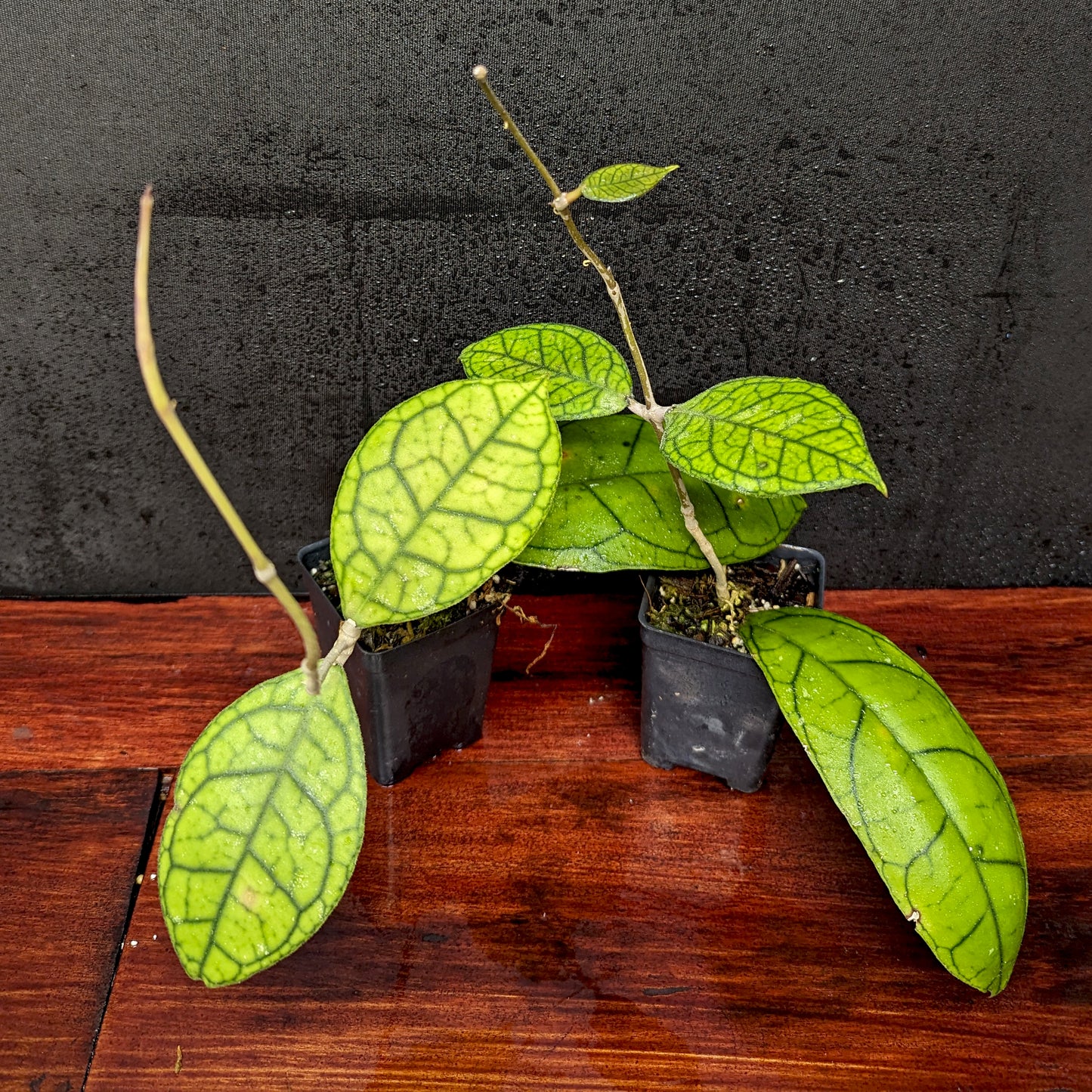 Hoya sp. tanggamus