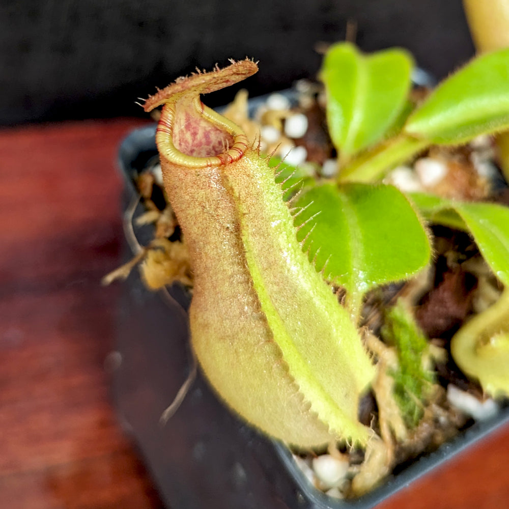 Nepenthes truncata (d) x veitchii 'Cobra', CAR-0422