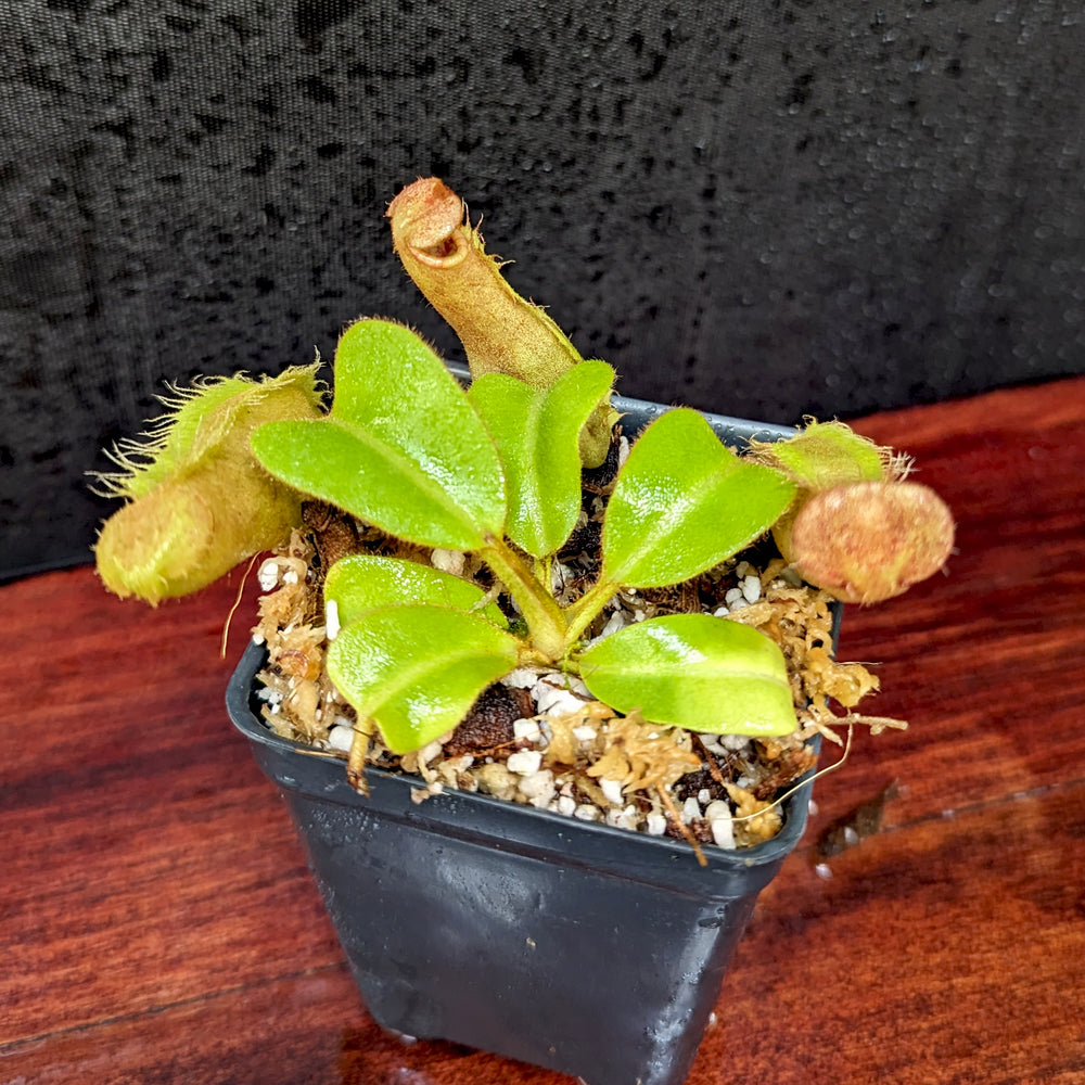 
                      
                        Nepenthes truncata (d) x veitchii 'Cobra', CAR-0422
                      
                    