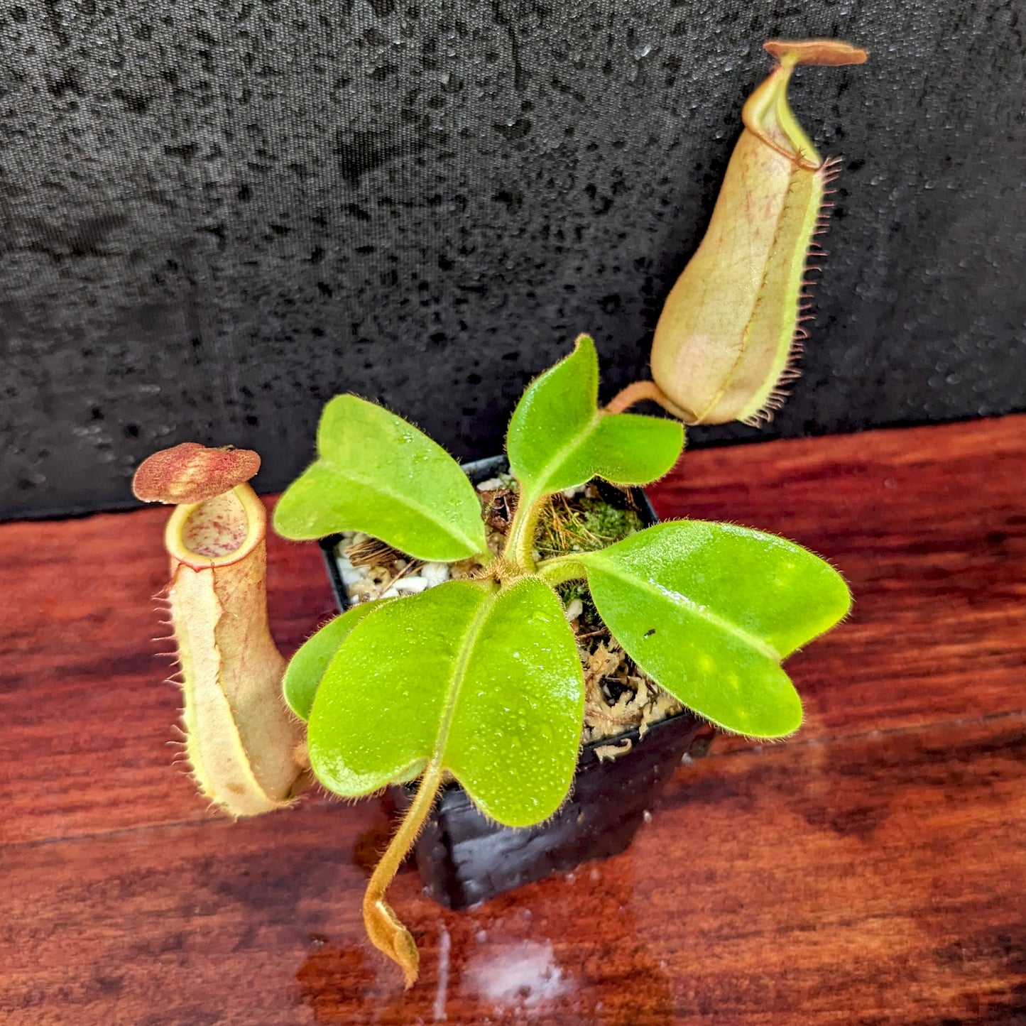 Nepenthes truncata (d) x veitchii 'Cobra', CAR-0422