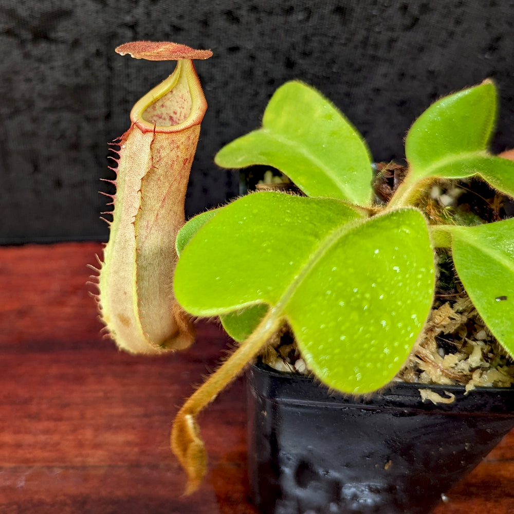 
                      
                        Nepenthes truncata (d) x veitchii 'Cobra', CAR-0422
                      
                    