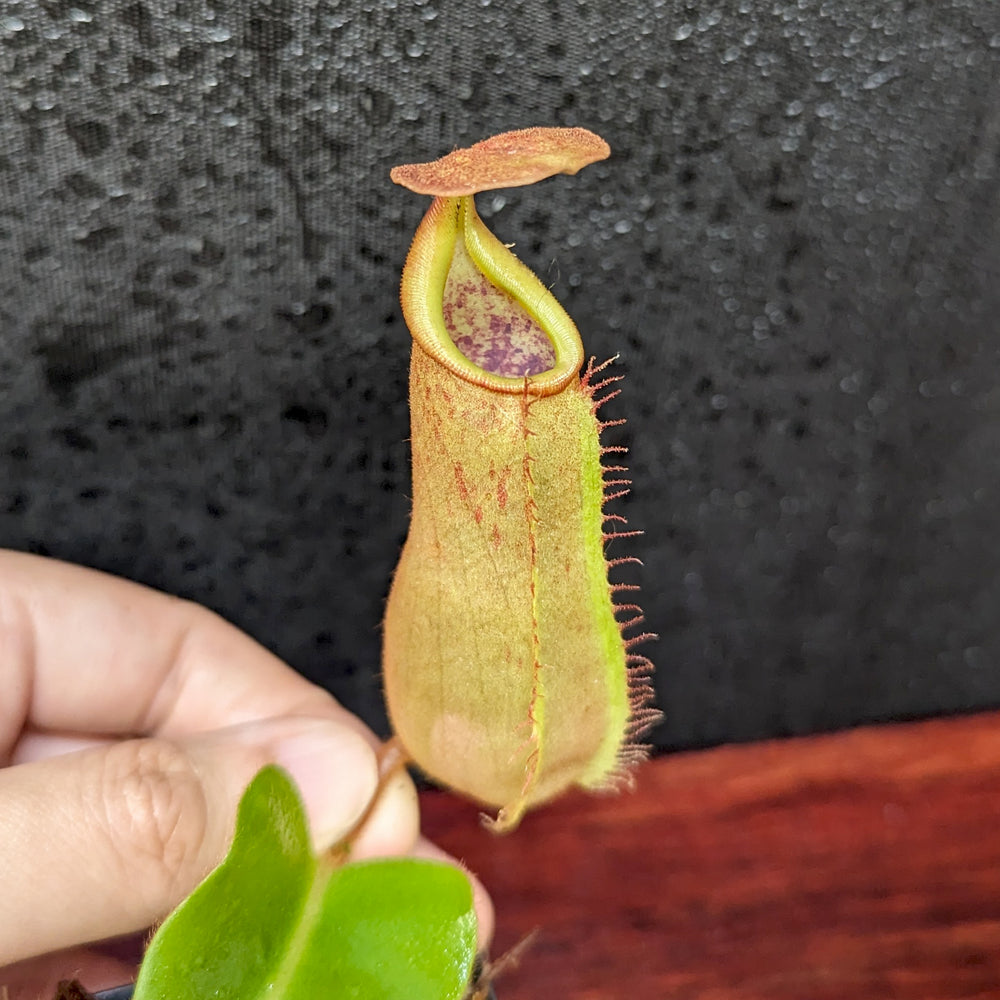 
                      
                        Nepenthes truncata (d) x veitchii 'Cobra', CAR-0422
                      
                    