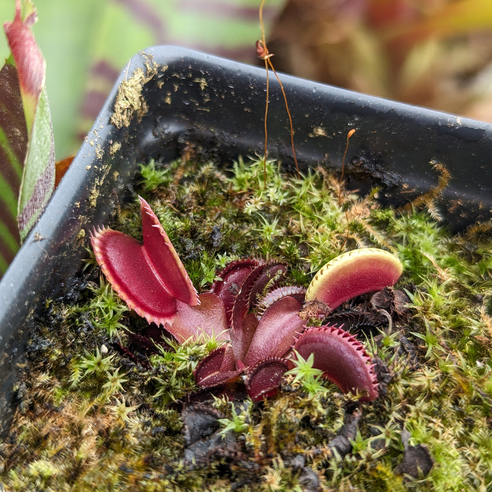 
                      
                        Venus Flytrap- Dionaea muscipula 'Red Dentate'
                      
                    