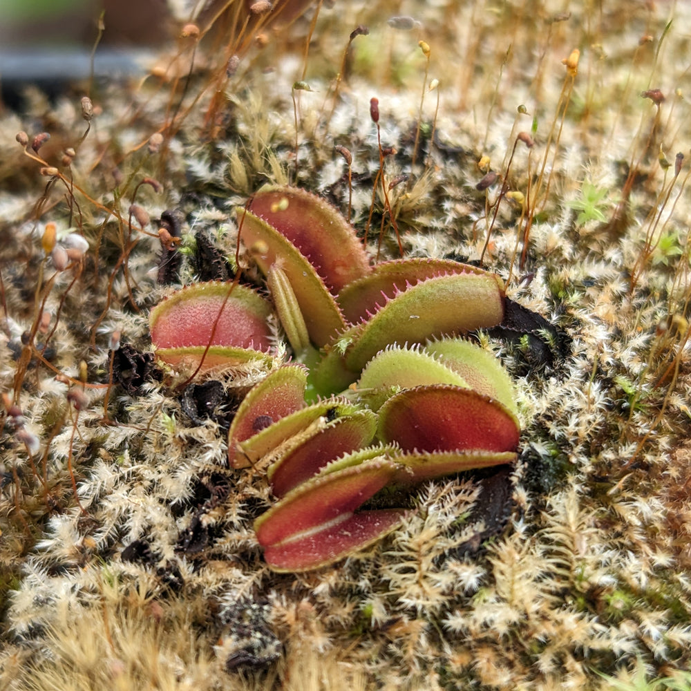 
                      
                        Venus Flytrap- Dionaea muscipula 'Microdent'
                      
                    