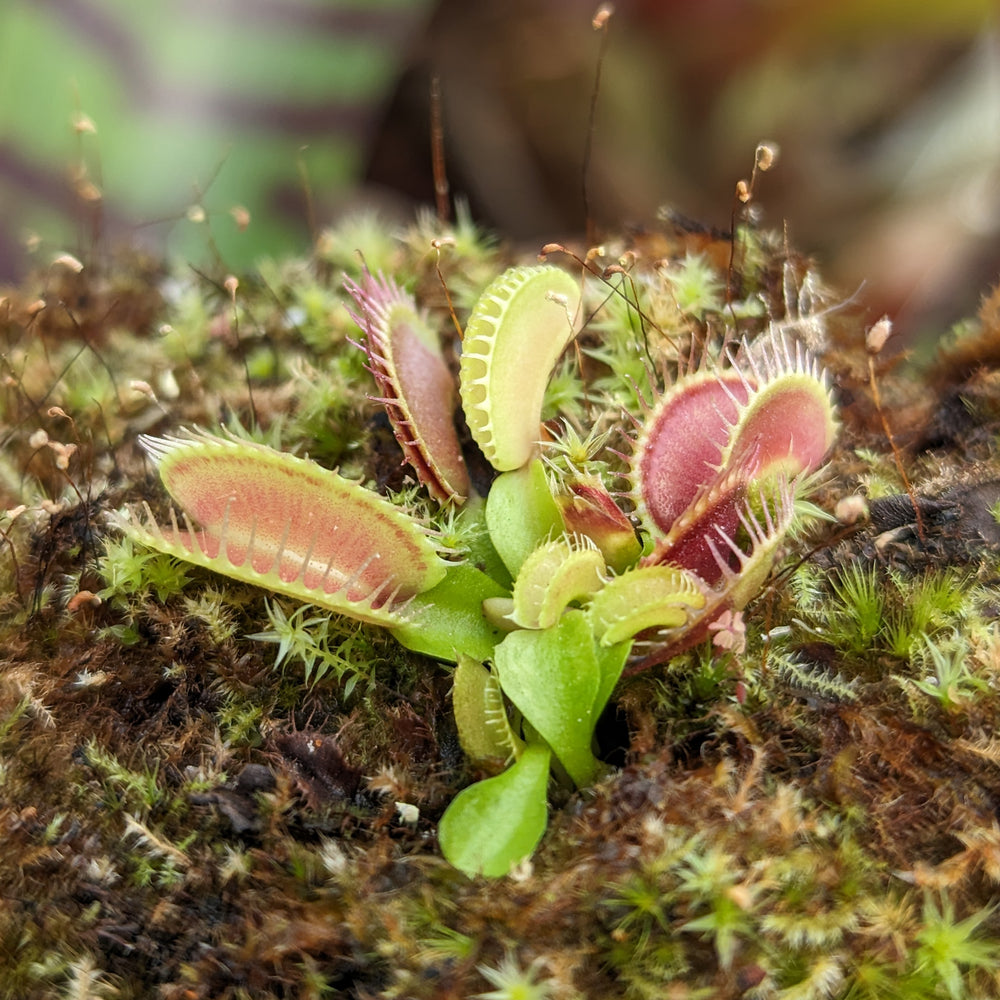 
                      
                        Venus Flytrap- Dionaea muscipula "Red Line" (CK)
                      
                    