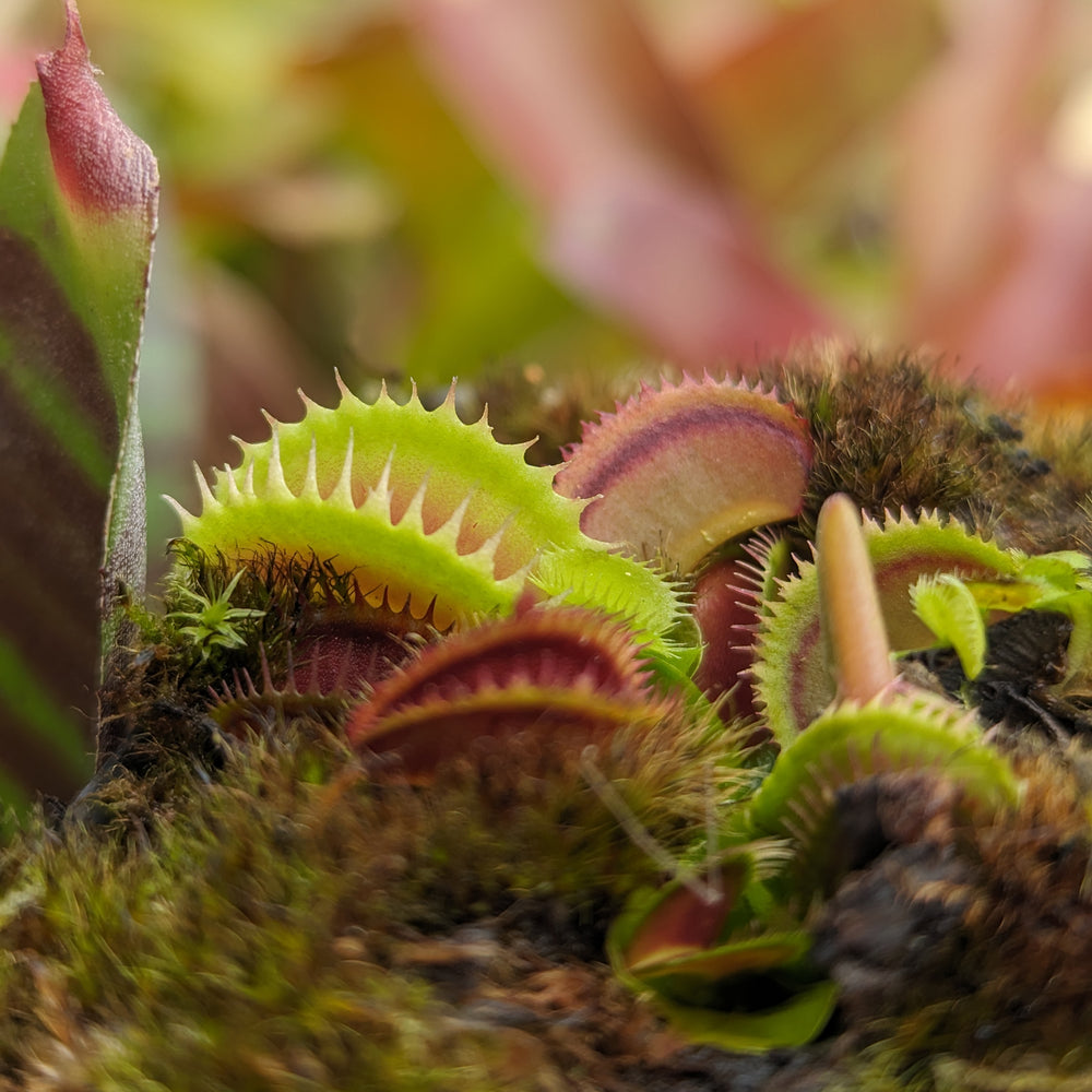 
                      
                        Venus Flytrap- Dionaea muscipula 'Dracula' (Trev's)
                      
                    