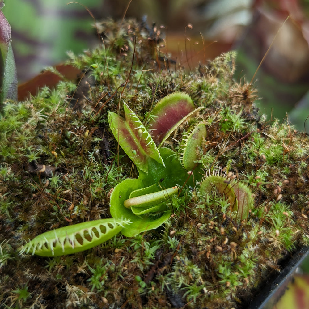 
                      
                        Venus Flytrap- Dionaea muscipula 'Dracula' (Trev's)
                      
                    