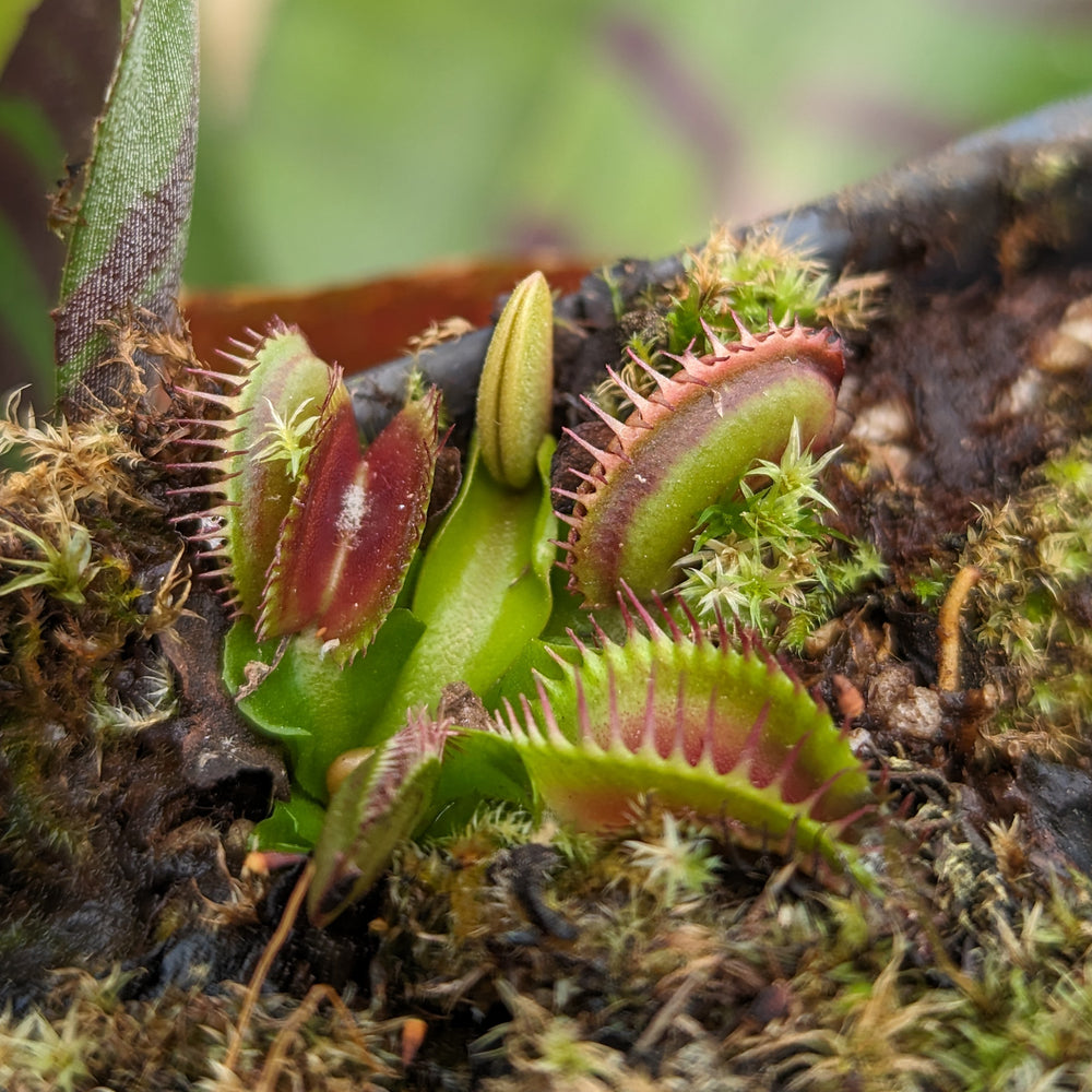 
                      
                        Venus Flytrap - Dionaea muscipula Bimbo
                      
                    