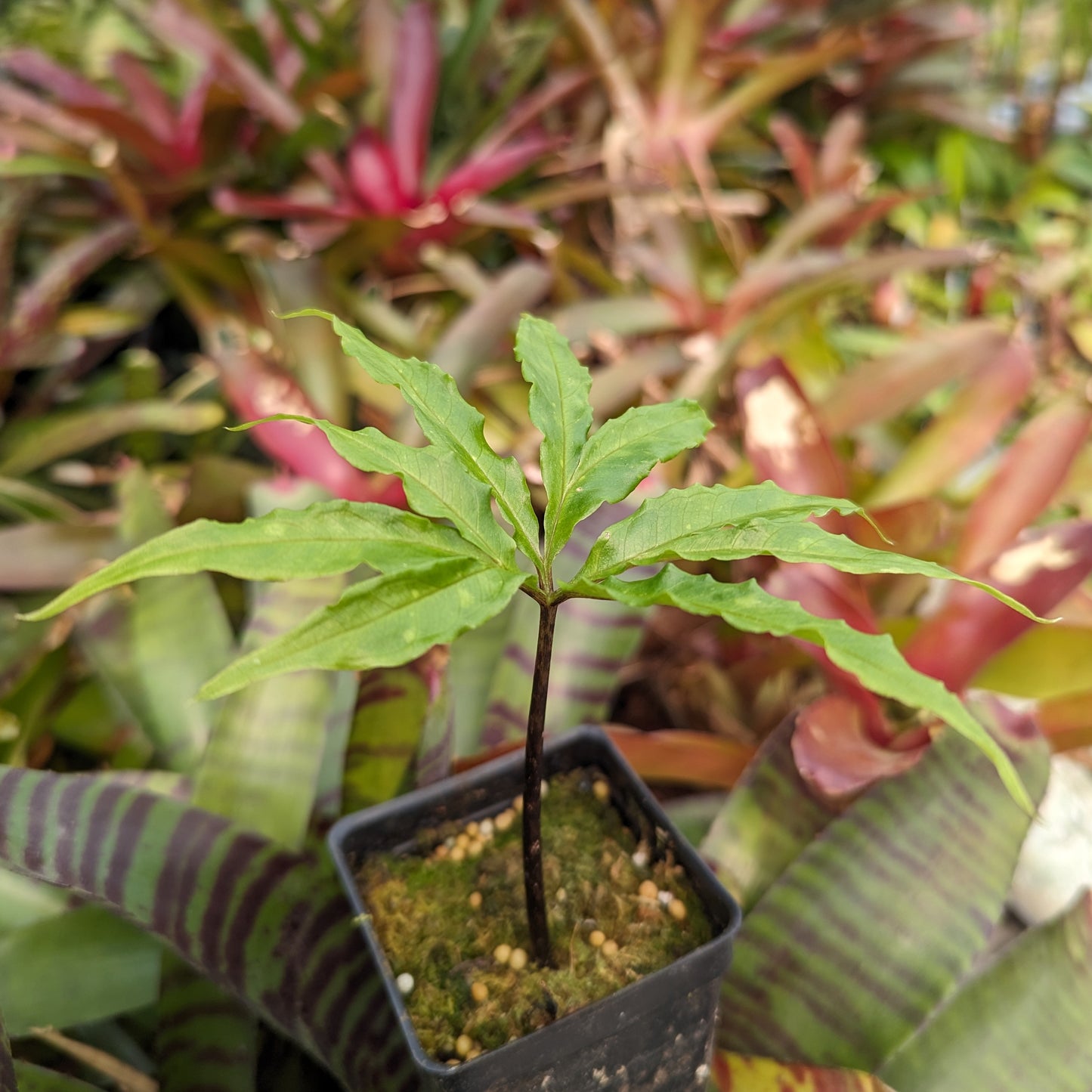 Amorphophallus galbra, Sweet Snakeskin Lily, Corpse Flower