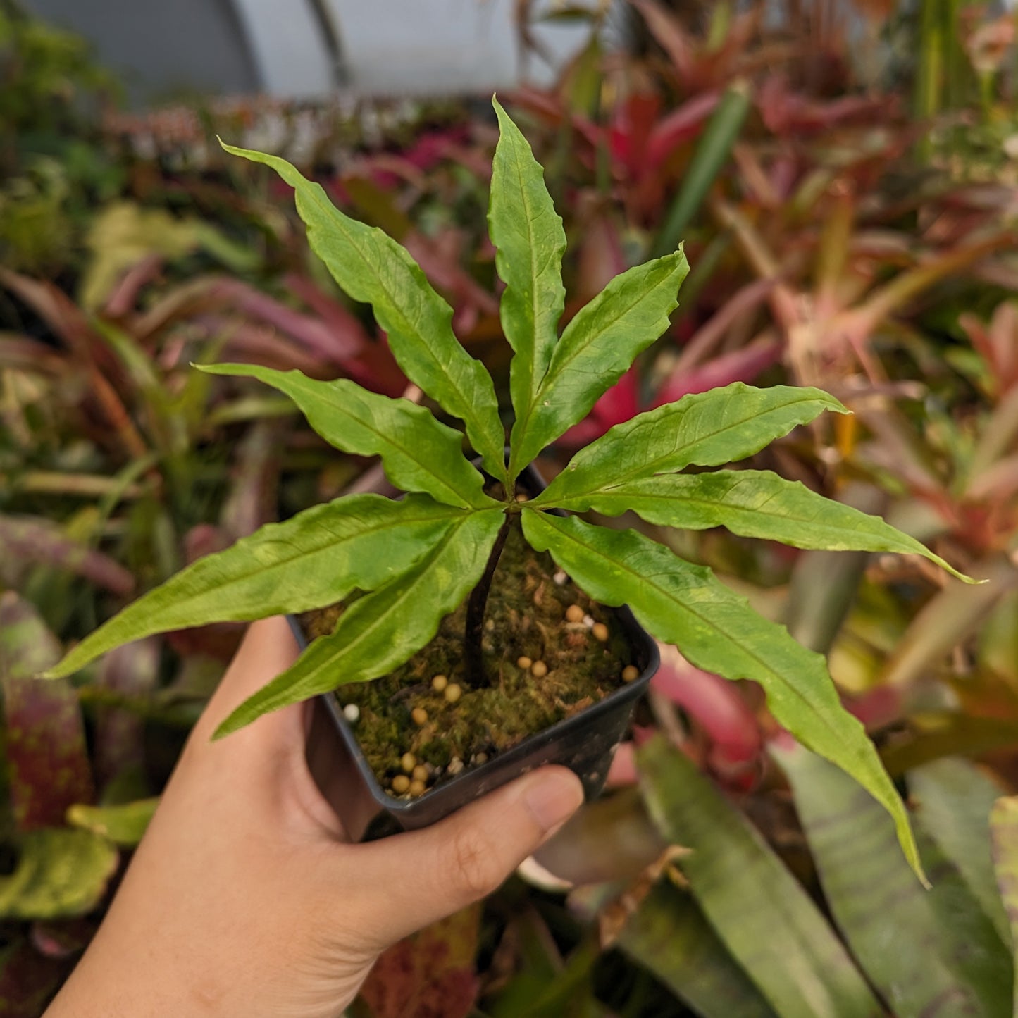 Amorphophallus galbra, Sweet Snakeskin Lily, Corpse Flower