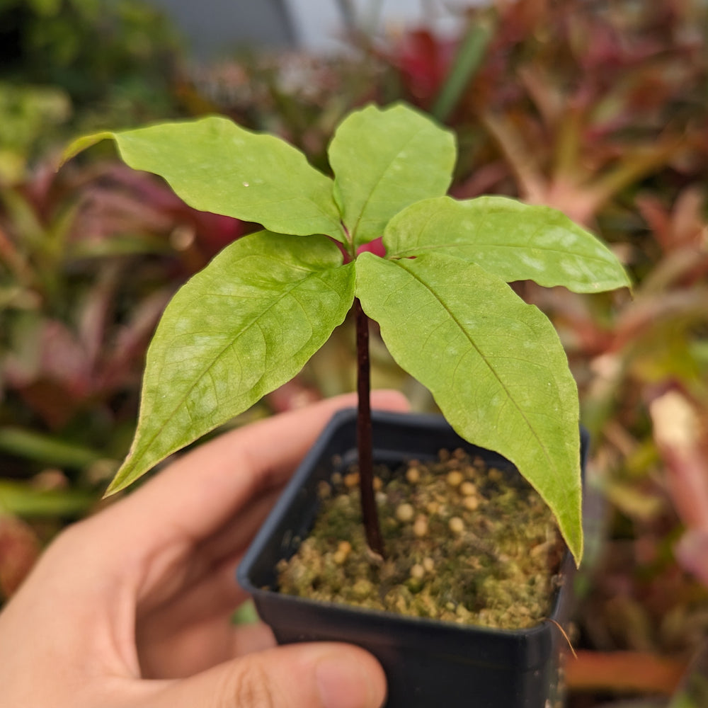 
                      
                        Amorphophallus galbra, Sweet Snakeskin Lily, Corpse Flower
                      
                    