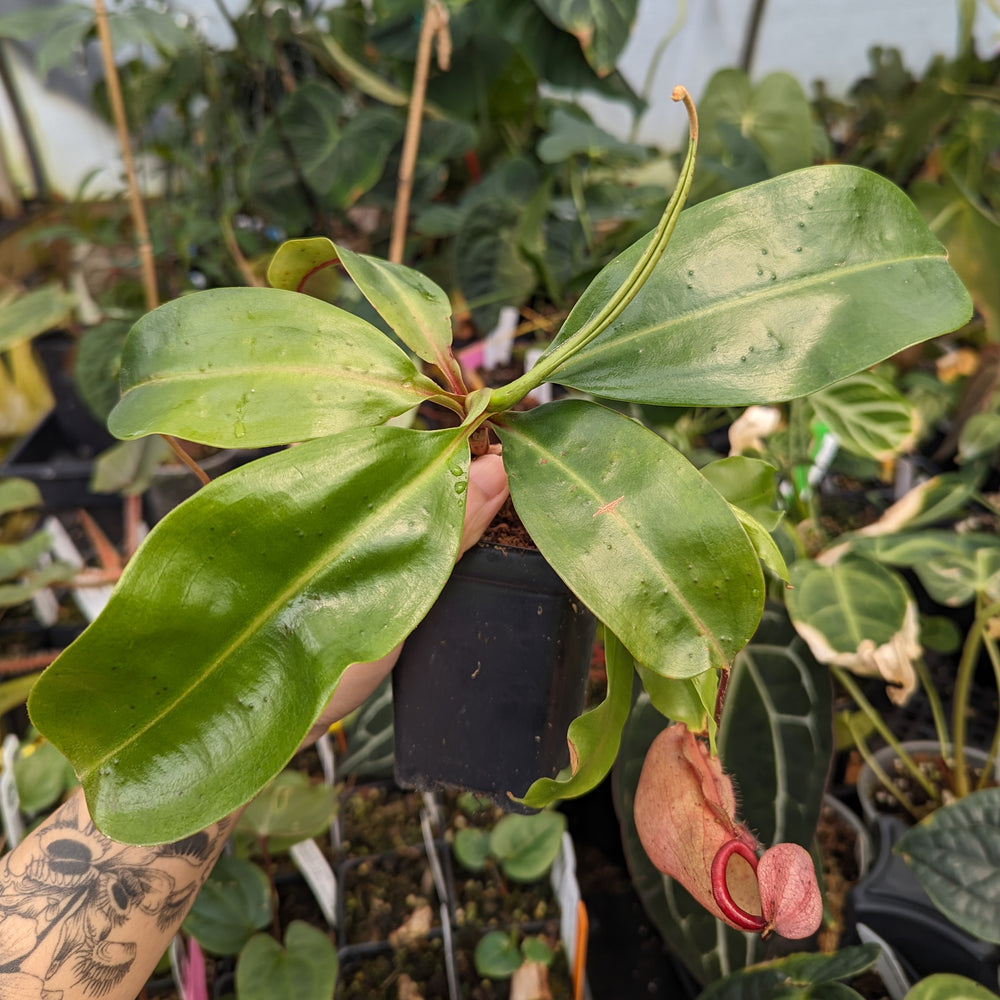 
                      
                        Nepenthes [(Viking x ampullaria) x northiana] x boschiana, CAR-0262
                      
                    