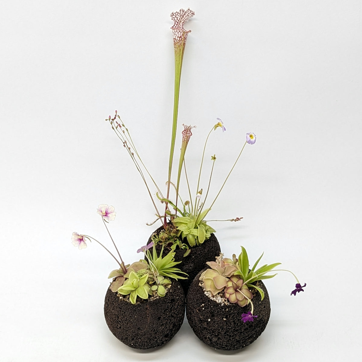 Plant Assortment Pot, Carnivorous Plant Growing Kit with Lava Rock Pot ...