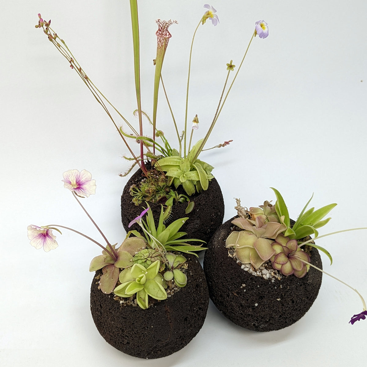 Plant Assortment Pot, Carnivorous Plant Growing Kit with Lava Rock Pot ...