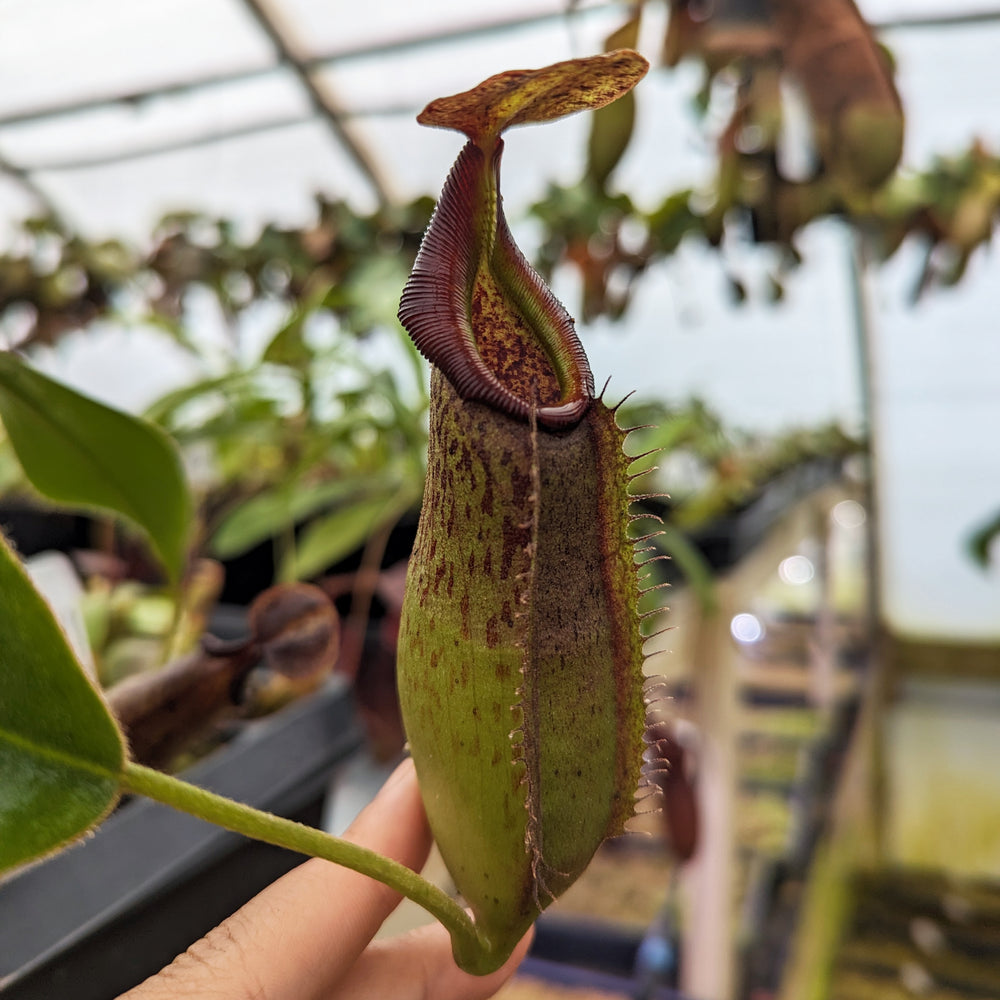 
                      
                        Nepenthes Purple Haze, CAR-0420
                      
                    