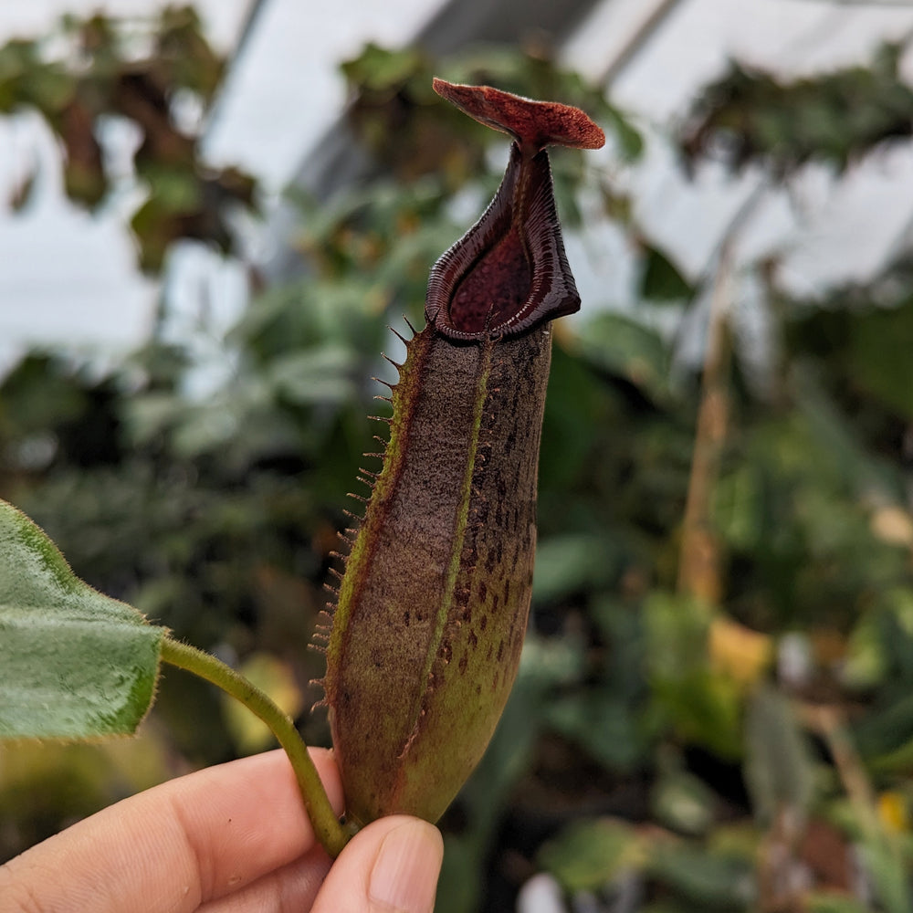 
                      
                        Nepenthes Purple Haze, CAR-0420
                      
                    