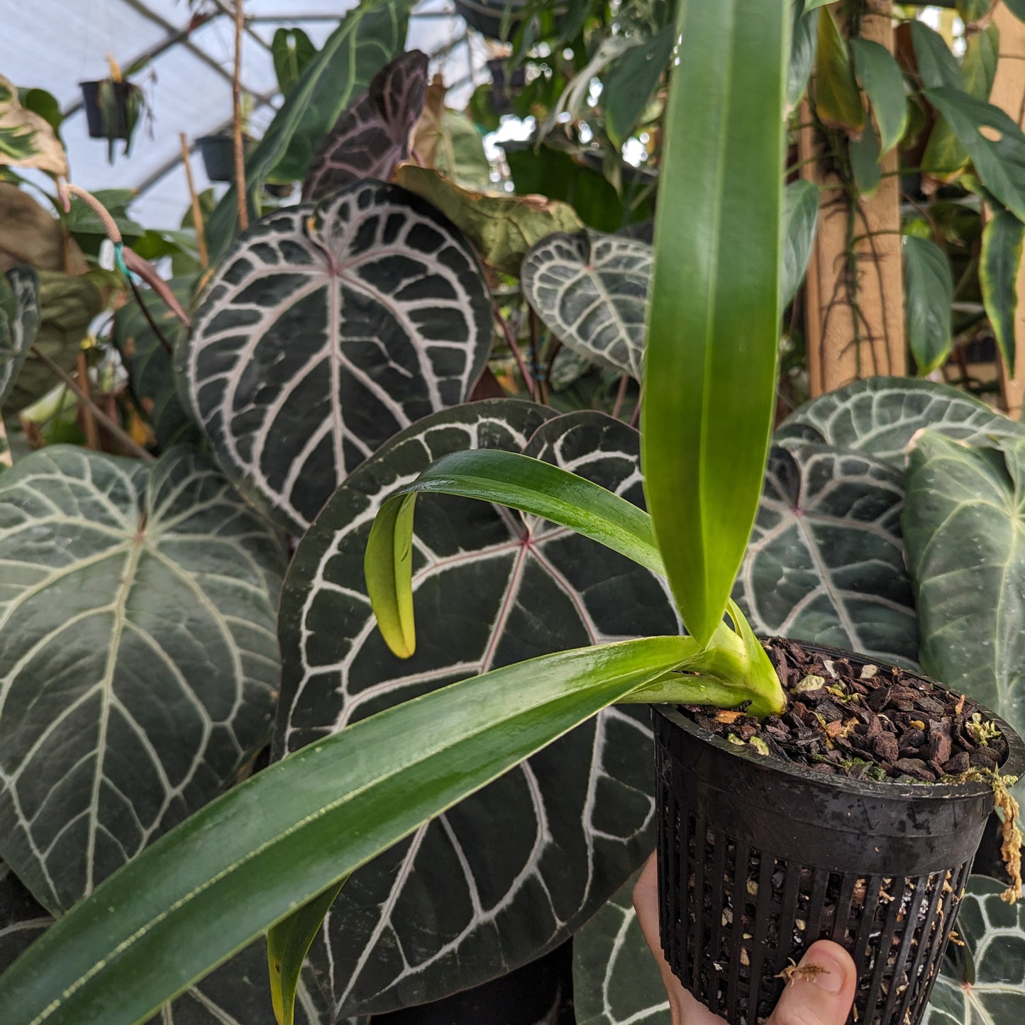 Paphiopedilum lowii (Exotic Dancer FCC x self) Orchid