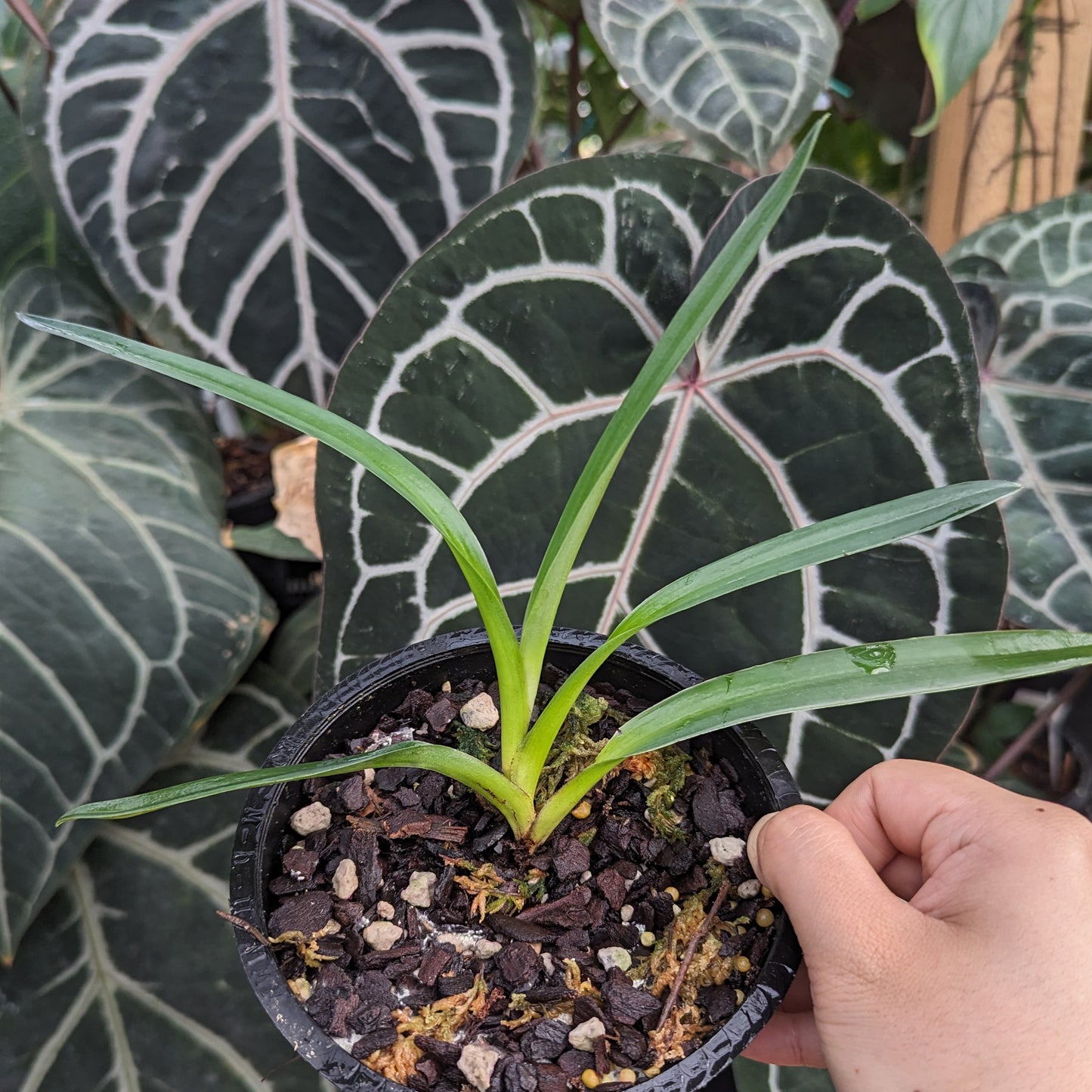 Paphiopedilum "William Ambler" Orchid