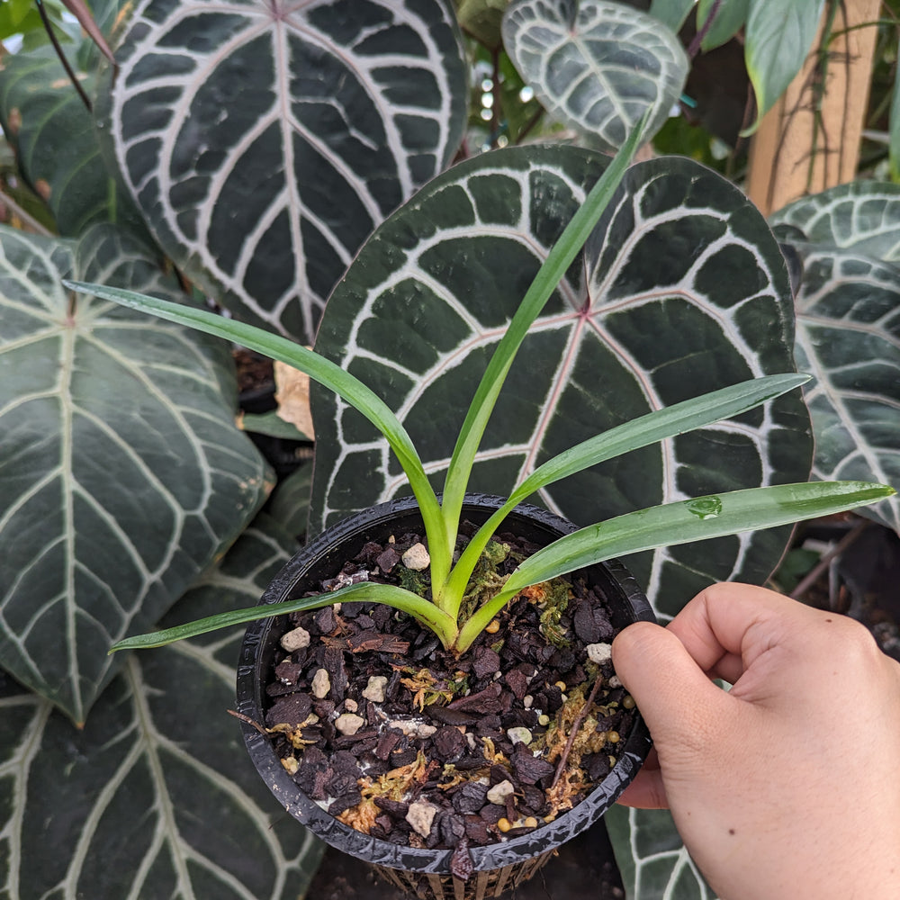 
                      
                        Paphiopedilum "William Ambler" Orchid
                      
                    