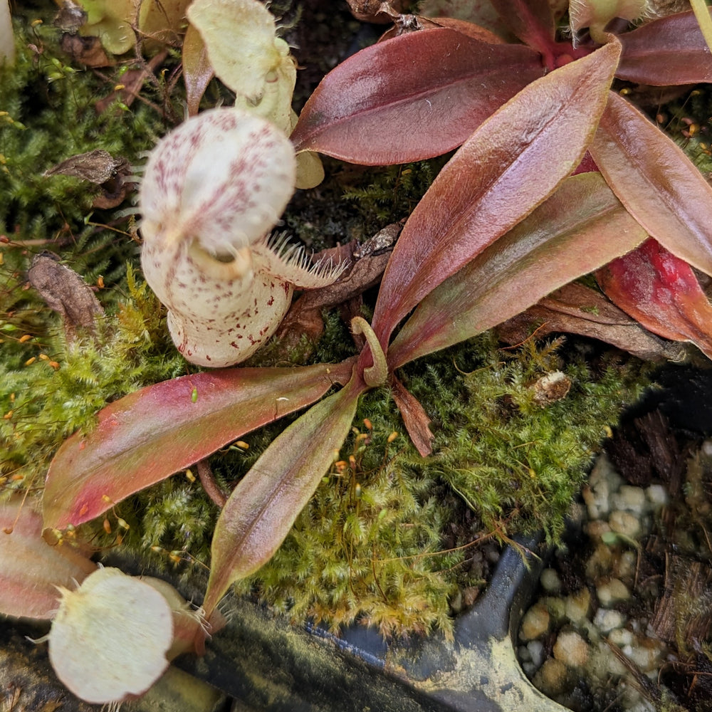 Nepenthes rafflesiana Leilani x (maxima x truncata) - giant, CAR-0425