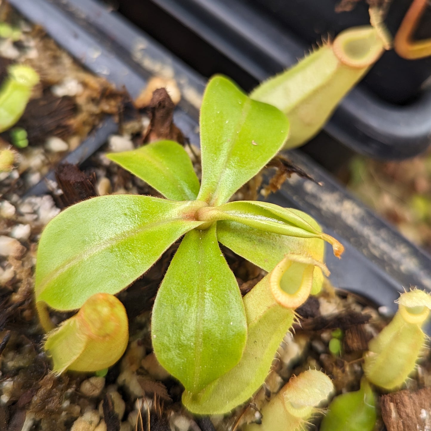 Nepenthes bicalcarata x (northiana x veitchii), CAR-0427