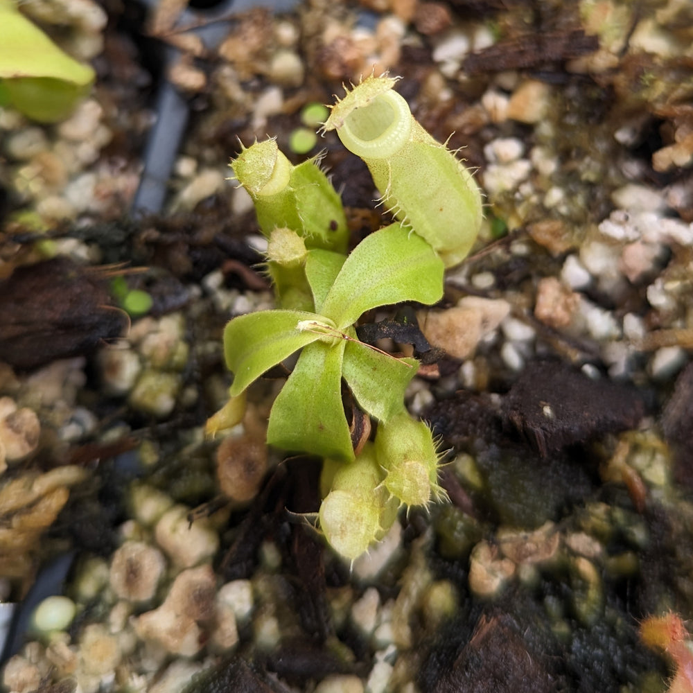 
                      
                        Nepenthes bicalcarata x (northiana x veitchii), CAR-0427
                      
                    