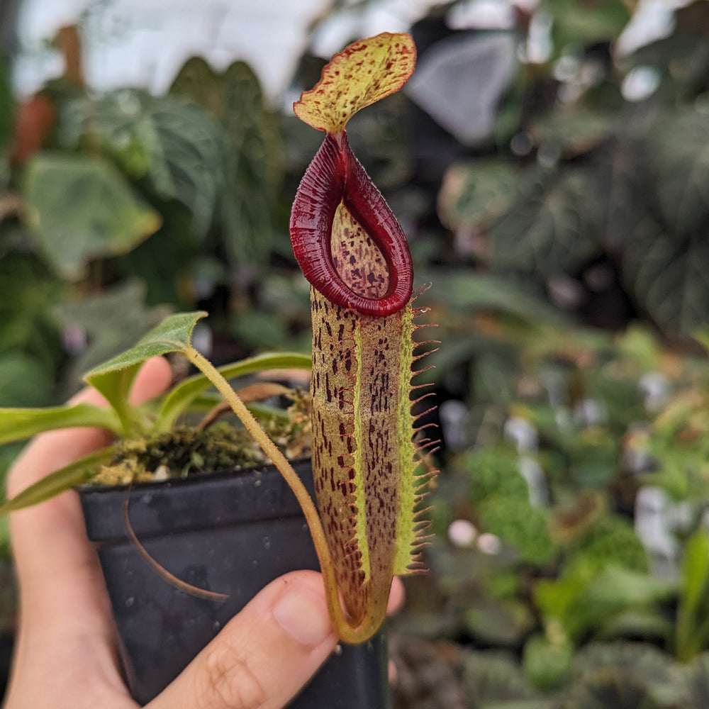 Nepenthes (spathulata x jacquelineaea) x platychila, CAR-0428