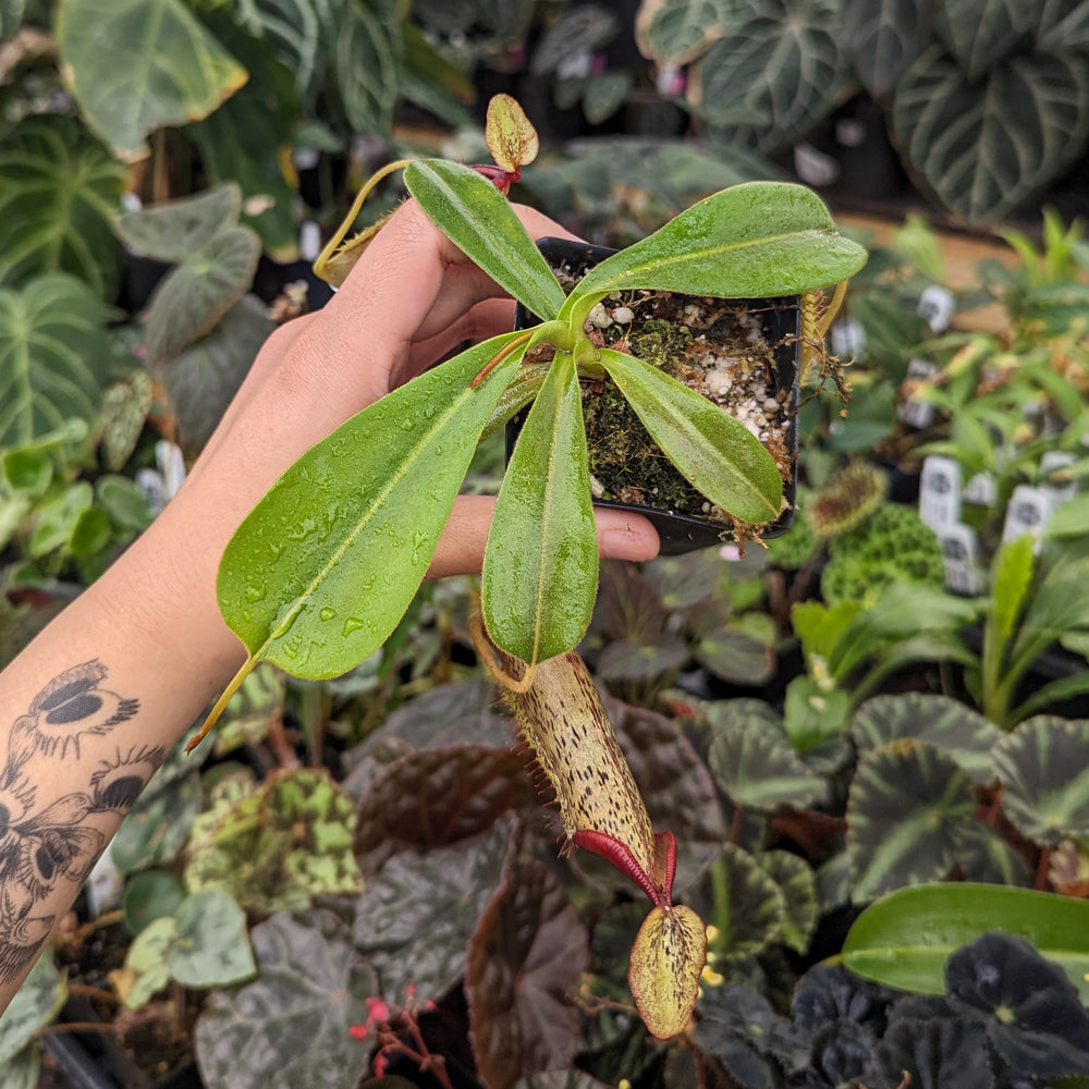 
                      
                        Nepenthes (spathulata x jacquelineaea) x platychila, CAR-0428
                      
                    