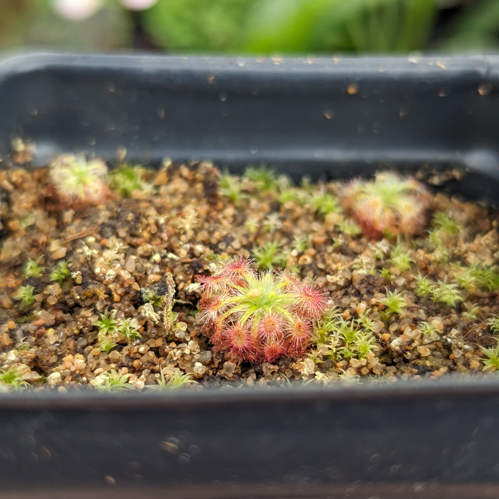 
                      
                        Drosera x Dork's Pink Pygmy Sundew Carnivorous Plant
                      
                    